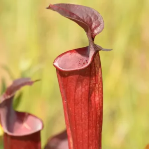 Sarracenia rubra, Sweet Pitcher Plant, Pitcher Plant, Carnivorous Flowers, Red Sarracenia