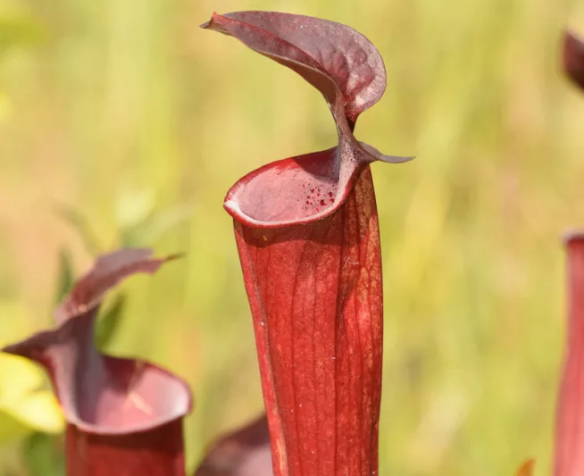 Sarracenia rubra, Sweet Pitcher Plant, Pitcher Plant, Carnivorous Flowers, Red Sarracenia