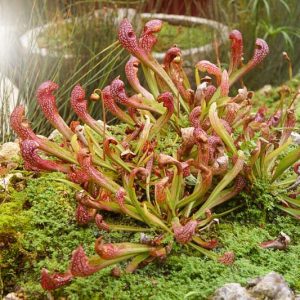Sarracenia Scarlet Belle, Pitcher Plant Scarlet Belle, Carnivorous Flowers, Red Sarracenia