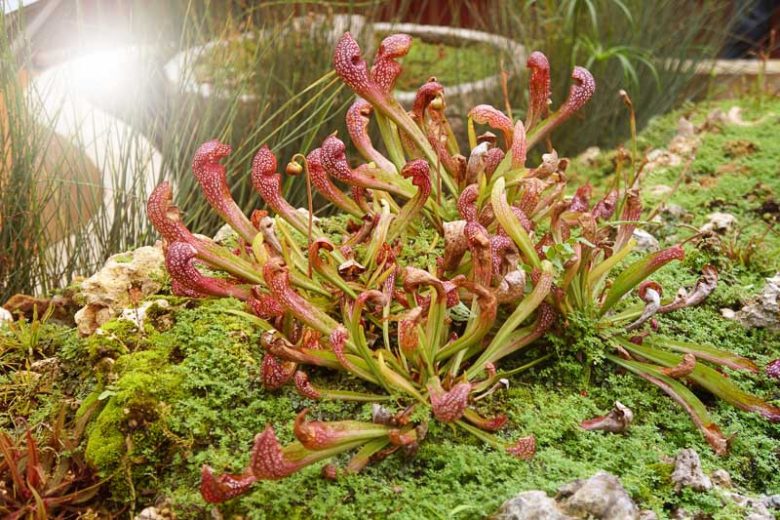 Sarracenia Scarlet Belle, Pitcher Plant Scarlet Belle, Carnivorous Flowers, Red Sarracenia