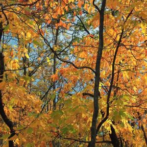 Sassafras albidum, Sassafras, Ague Tree, Sassafras Tree, White Sassafras
