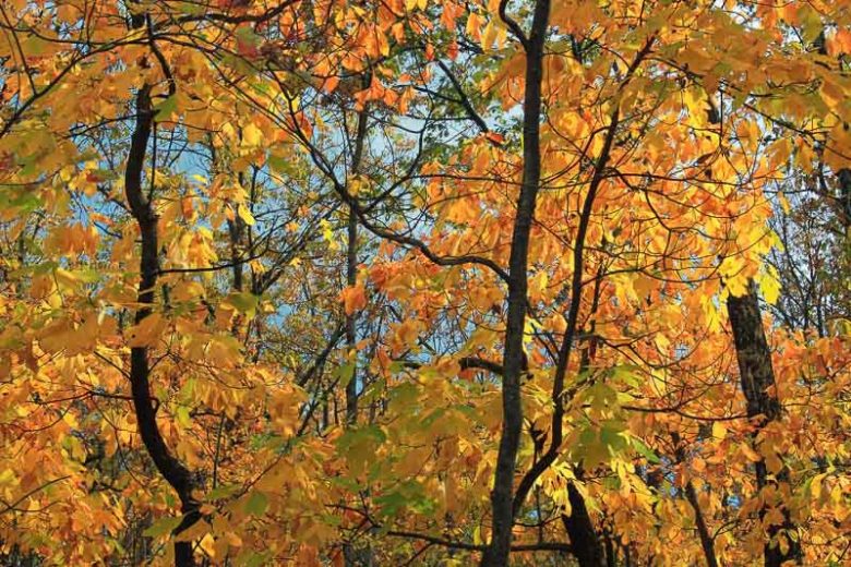 Sassafras albidum, Sassafras, Ague Tree, Sassafras Tree, White Sassafras