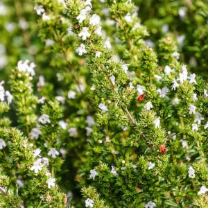 Satureja hortensis, Summer Savory, St Julian's Herb, Satyricon, Stone Basil, Herb Garden