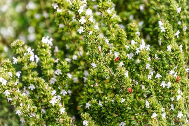 Satureja hortensis, Summer Savory, St Julian's Herb, Satyricon, Stone Basil, Herb Garden