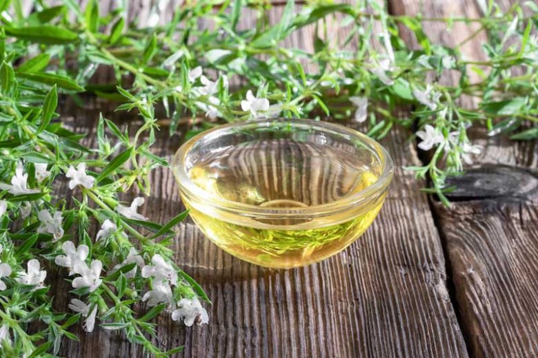 Satureja montana, Winter Savory, Winter Savoury, Herb Garden