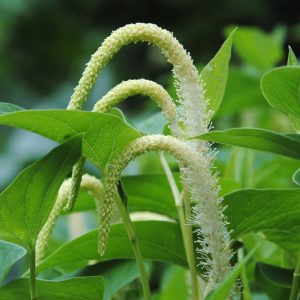 Saururus cernuus, Lizard's Tail, Lizard Tail, Breastweed, Water Dragon, Swamp Lily, American Swamp Lily, White Flowers