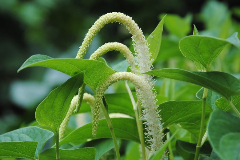 Saururus cernuus, Lizard's Tail, Lizard Tail, Breastweed, Water Dragon, Swamp Lily, American Swamp Lily, White Flowers