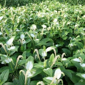 Saururus chinensis, Lizard's Tail, Chinese Lizard Tail, White Flowers