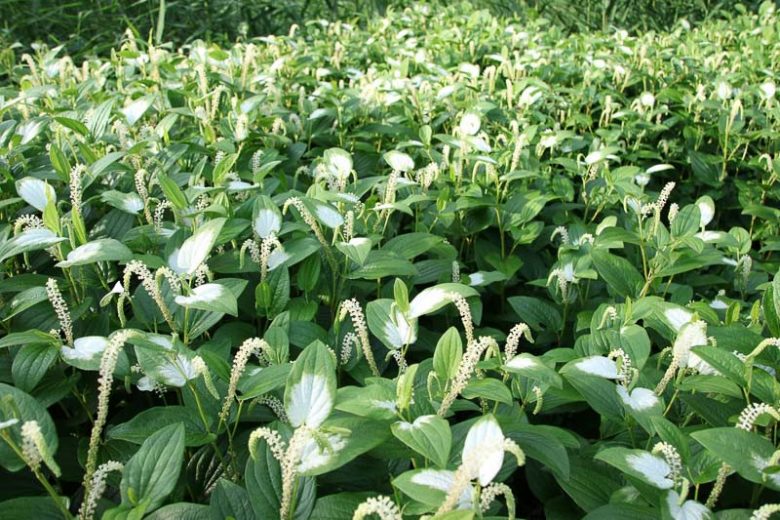 Saururus chinensis, Lizard's Tail, Chinese Lizard Tail, White Flowers
