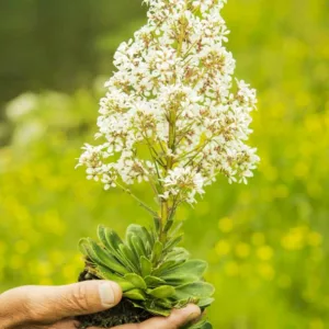 Saxifraga cotyledon, Pyramidal Saxifrage, Great Alpine Rockfoil, Greater Evergreen Saxifrage, Silver Plume, Evergreen Perennial, Evergreen Saxifrage, Rock Garden Plant