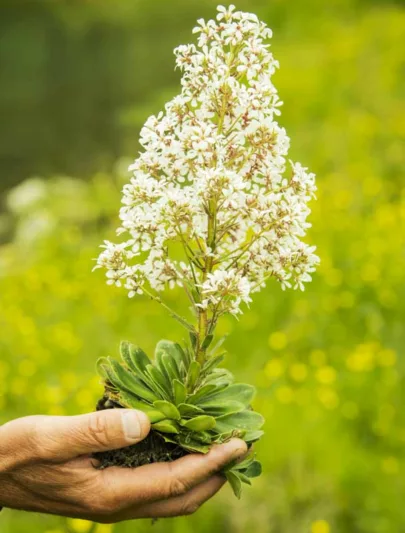Saxifraga cotyledon, Pyramidal Saxifrage, Great Alpine Rockfoil, Greater Evergreen Saxifrage, Silver Plume, Evergreen Perennial, Evergreen Saxifrage, Rock Garden Plant