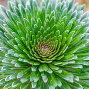 Saxifraga longifolia, Encrusted Saxifrage, Silver Saxifrage, King of Saxifrages , Evergreen Perennial, Evergreen Saxifrage, Rock Garden Plant