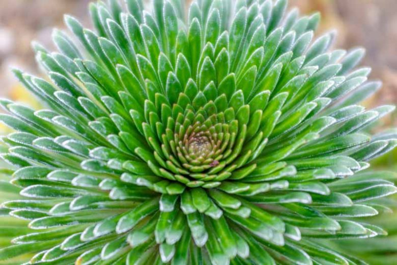 Saxifraga longifolia, Encrusted Saxifrage, Silver Saxifrage, King of Saxifrages , Evergreen Perennial, Evergreen Saxifrage, Rock Garden Plant