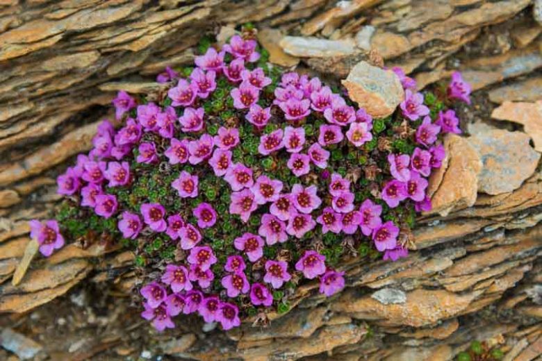 Saxifraga oppositifolia, Purple Mountain Saxifrage, Evergreen Perennial, Evergreen Saxifrage, Rock Garden Plant
