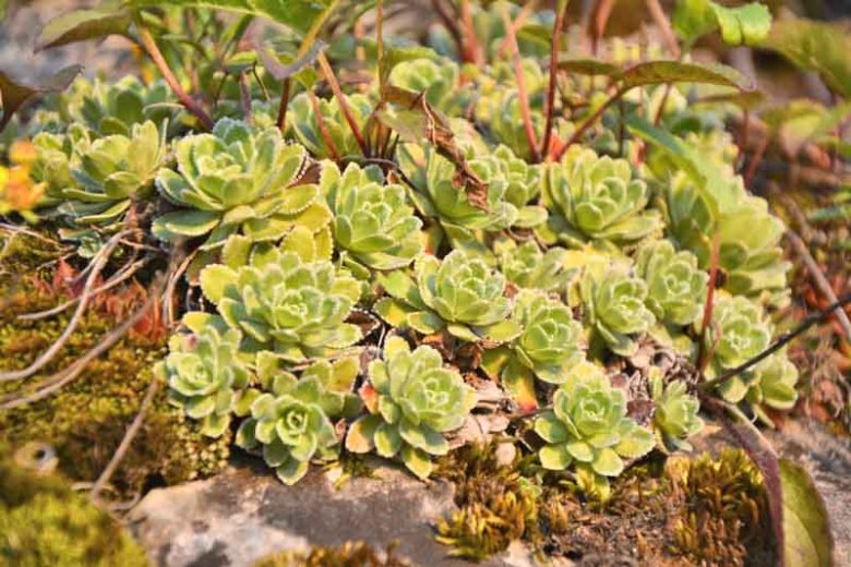 Saxifraga paniculata, Lifelong Saxifrage, Saxifraga aizoon, Saxifraga malyi, Evergreen Perennial, Evergreen Saxifrage, Rock Garden Plant