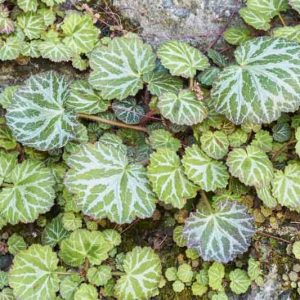 Saxifraga stolonifera, Strawberry Begonia, Creeping Saxifrage, Strawberry Saxifrage, Mother of Thousands, Wandering Jew, Aaron's Beard , Groundcover, Evergreen Groundcover