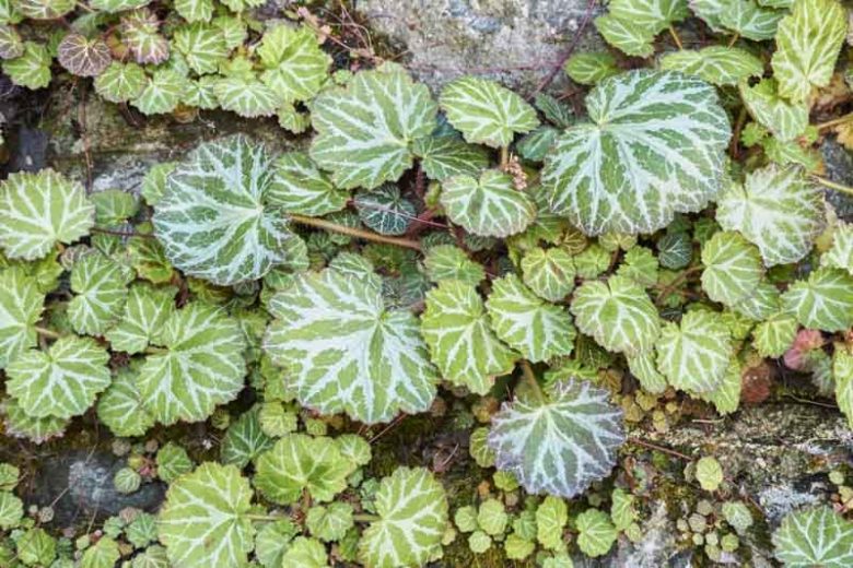 Saxifraga stolonifera, Strawberry Begonia, Creeping Saxifrage, Strawberry Saxifrage, Mother of Thousands, Wandering Jew, Aaron's Beard , Groundcover, Evergreen Groundcover