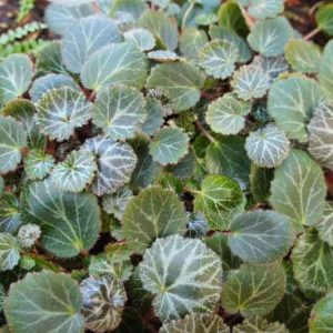 Saxifraga stolonifera 'Maroon Beauty', Maroon Beauty Strawberry Begonia, Saxifraga 'Maroon Beauty', Groundcover, Evergreen Groundcover