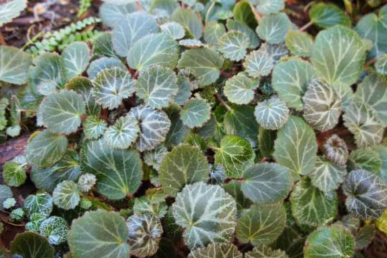 Saxifraga stolonifera 'Maroon Beauty', Maroon Beauty Strawberry Begonia, Saxifraga 'Maroon Beauty', Groundcover, Evergreen Groundcover