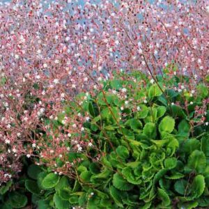 Saxifraga x urbium, London Pride, None-So-Pretty, St. Patrick's Cabbage, Whimsey, Prattling Parnell, Look Up and Kiss Me , Groundcover, Evergreen Groundcover