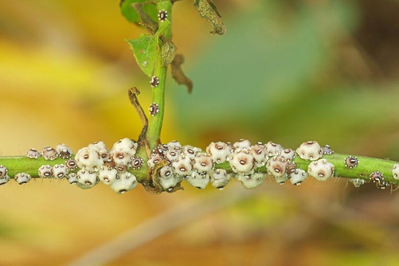 Scale Insects,  get rid of scale insects, Coccoidea