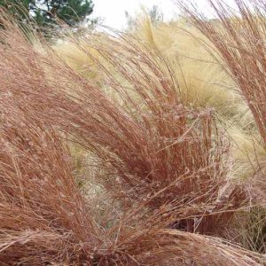 Schizachyrium scoparium, Little Bluestem, Popotillo Azul, Blue Stem, Broom Beard Grass, Broom Grass, Bunchgrass, Prairie Grass, Wire Grass, Ornamental Grass, Native Grass
