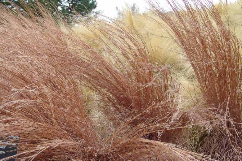 Schizachyrium scoparium, Little Bluestem, Popotillo Azul, Blue Stem, Broom Beard Grass, Broom Grass, Bunchgrass, Prairie Grass, Wire Grass, Ornamental Grass, Native Grass