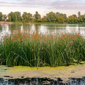 Schoenoplectus tabernaemontani, Softstem Bulrush, Soft-Stem Club-Rush, Great Bulrush, Gray Club-Rush, Banded Rush, Porcupine-Quill Rush, Zebra Rush, Schoenoplectus lacustris ssp. tabernaemontani, Scirpus validus