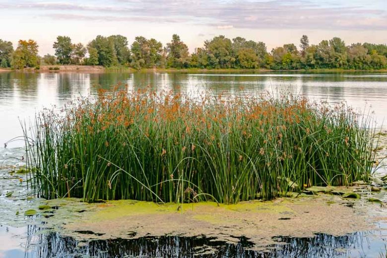 Schoenoplectus tabernaemontani, Softstem Bulrush, Soft-Stem Club-Rush, Great Bulrush, Gray Club-Rush, Banded Rush, Porcupine-Quill Rush, Zebra Rush, Schoenoplectus lacustris ssp. tabernaemontani, Scirpus validus