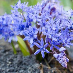 Scilla Bifolia, Alpine Squill, Early Spring Squill, Two-Leaved Squill, Spring Bulbs, Spring Flowers, Blue Flowers, Blue Spring Flowers
