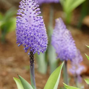 Scilla madeirensis, Madeiran Squill, Spring Bulbs, spring flowers, purple flowers
