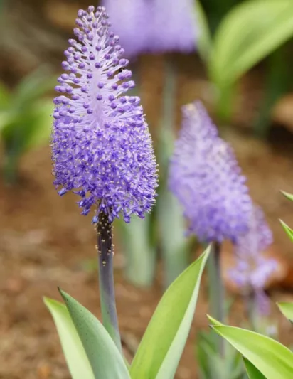 Scilla madeirensis, Madeiran Squill, Spring Bulbs, spring flowers, purple flowers