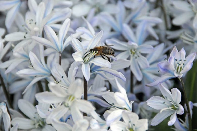 Squill Tubergiana,Scilla Mischtschenkoana, Spring Bulbs, Early Scilla, White Squill