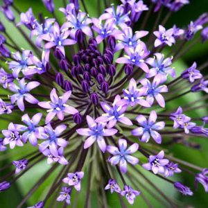 Scilla peruviana, Peruvian Scilla, Portuguese Squill, Cuban Lily, Hyacinth of Peru, Pyramidal-flowered Squill,  Peruvian Jacinth, Spring Bulbs, Spring Flowers, Blue Flowers, Blue Spring Flowers