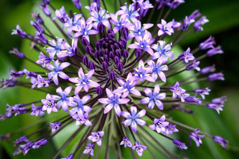 Scilla peruviana, Peruvian Scilla, Portuguese Squill, Cuban Lily, Hyacinth of Peru, Pyramidal-flowered Squill,  Peruvian Jacinth, Spring Bulbs, Spring Flowers, Blue Flowers, Blue Spring Flowers