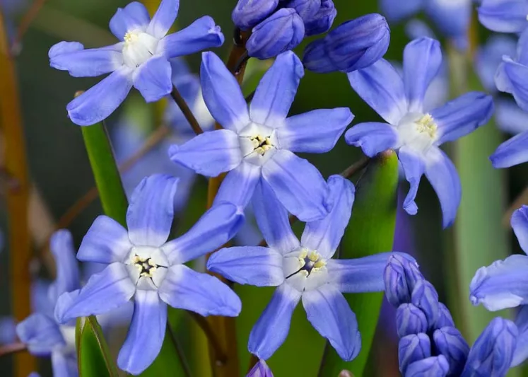 Scilla sardensis, Lesser Glory of the Snow, Chionodoxa sardensis, Spring Bulbs, Spring Flowers, Blue Flowers, Blue Spring Flowers