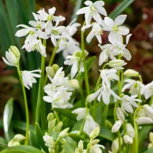Scilla Siberica Alba, Siberian Squill Alba, Spring Bulbs, Early spring flowers, While flowers, White Siberian Squill