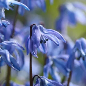 Scilla Siberica Spring Beauty, Siberian Squill Spring Beauty, Spring Bulbs, Early spring flowers, Blue flowers, Blue Siberian Squill