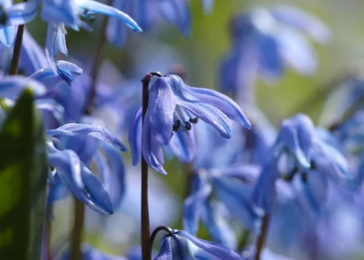 Scilla Siberica Spring Beauty, Siberian Squill Spring Beauty, Spring Bulbs, Early spring flowers, Blue flowers, Blue Siberian Squill