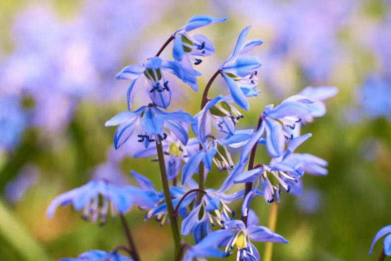 Scilla Siberica, Siberian Squill, Spring Beauty, Bulbs Design, Spring Bulbs,Early spring flowers, mid spring flowers, blue flowers in spring