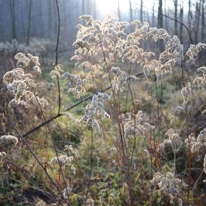 Scirpus cyperinus, Woolgrass, Cottongrass Bulrush, Marsh Bulrush, Teddybear Paws, Cotton Grass, Wool Grass,