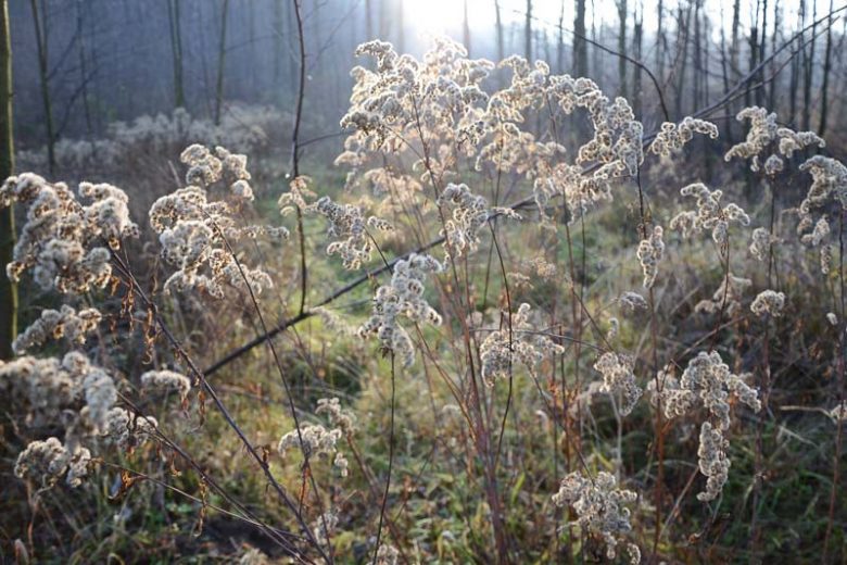 Scirpus cyperinus, Woolgrass, Cottongrass Bulrush, Marsh Bulrush, Teddybear Paws, Cotton Grass, Wool Grass,