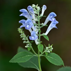 Scutellaria incana, Hoary Skullcap, Downy Skullcap, Helmet Flower