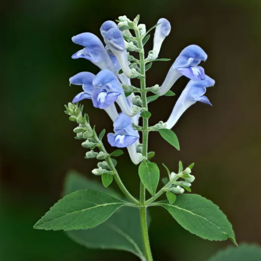 Scutellaria incana, Hoary Skullcap, Downy Skullcap, Helmet Flower