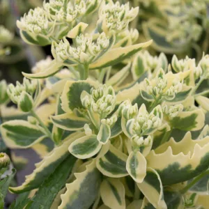 Sedum Autumn Charm, Stonecrop 'Autumn Charm', Sedum telephium 'Autumn Charm', Showy Sedum 'Autumn Charm', Sedum 'Lajos', Hylotelephium 'Lajos', Variegated Sedum