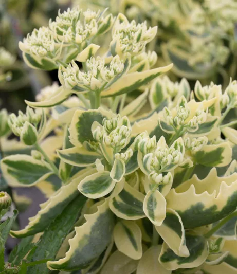 Sedum Autumn Charm, Stonecrop 'Autumn Charm', Sedum telephium 'Autumn Charm', Showy Sedum 'Autumn Charm', Sedum 'Lajos', Hylotelephium 'Lajos', Variegated Sedum