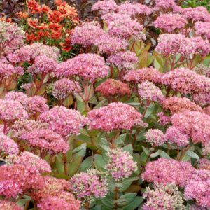 Sedum Beach Party, Stonecrop 'Beach Party', Sedum telephium 'Beach Party', Showy Sedum 'Beach Party', Hylotelephium 'Beach Party', Pink Sedum