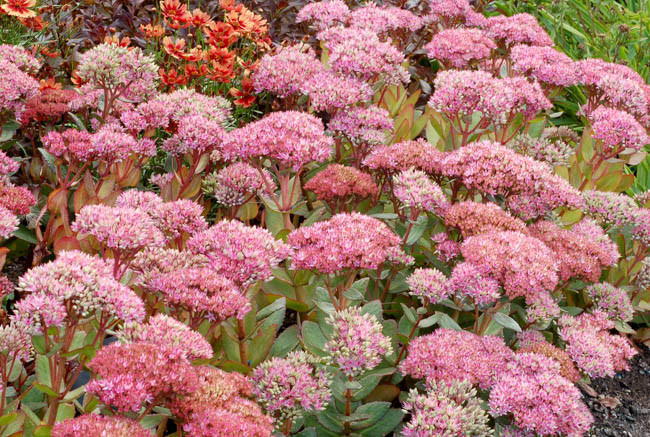 Sedum Beach Party, Stonecrop 'Beach Party', Sedum telephium 'Beach Party', Showy Sedum 'Beach Party', Hylotelephium 'Beach Party', Pink Sedum