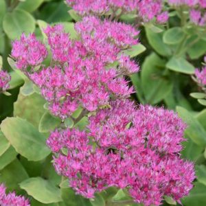 Sedum 'Brilliant', Stonecrop 'Brilliant', Hylotelephium spectabile 'Brilliant', Sedum spectabile 'Brilliant', Showy Stonecrop 'Brilliant', Pink Sedum, AGM Sedum