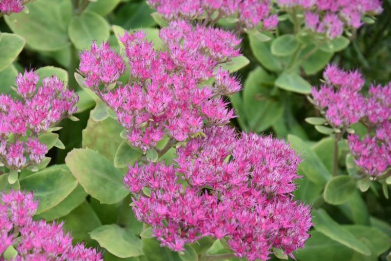 Sedum 'Brilliant', Stonecrop 'Brilliant', Hylotelephium spectabile 'Brilliant', Sedum spectabile 'Brilliant', Showy Stonecrop 'Brilliant', Pink Sedum, AGM Sedum